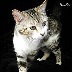 Thumbnail photo of Bueller #2