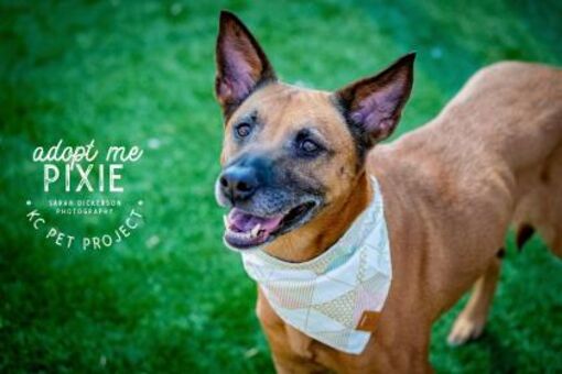 Kansas City Mo Shepherd Unknown Type Meet Pixie A Pet For Adoption