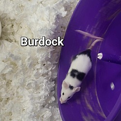 Thumbnail photo of Burdock #2