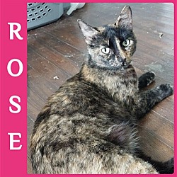 Photo of ROSE