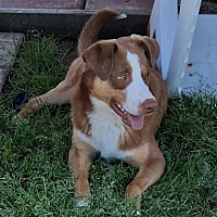 adopt a pet