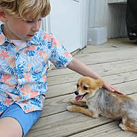 adopt a pet