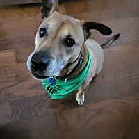 adopt a pet