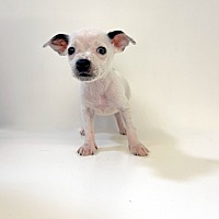 adopt a pet