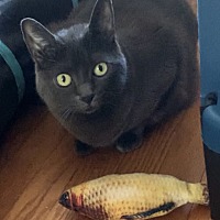 adopt a pet
