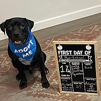 adopt a pet