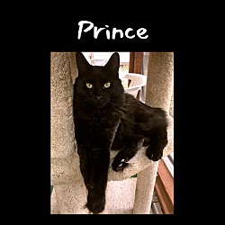 Thumbnail photo of Prince #3