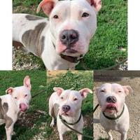 Adopt A Pet Petsmart Charities