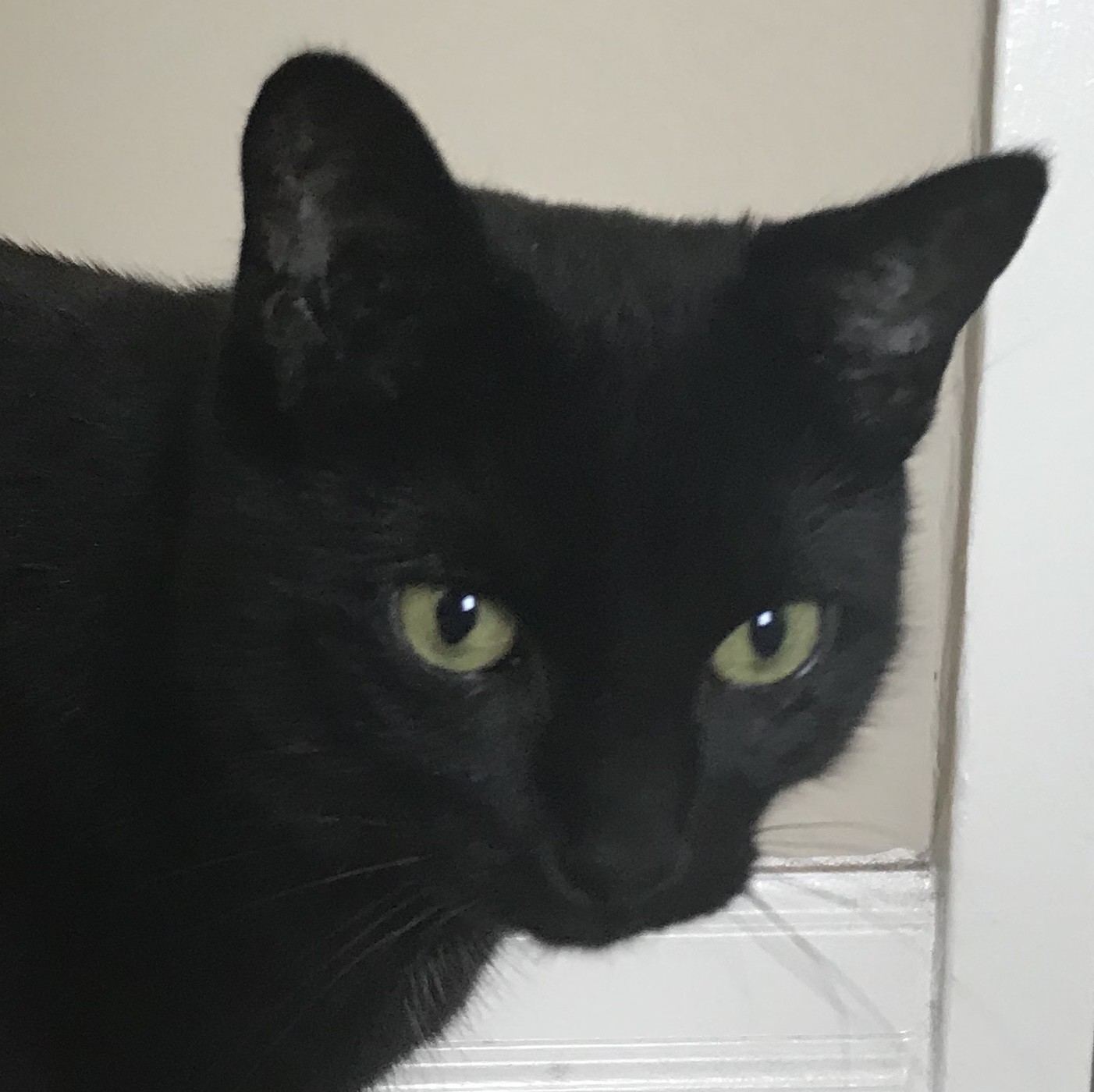Adopt Lyric A All Black Domestic Shorthair (short Coat) Cat In Toronto ...