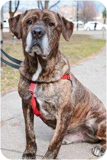 Rochester Ny Cane Corso Meet Dimitry A Pet For Adoption