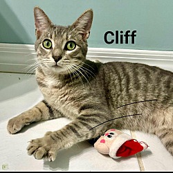 Photo of Cliff