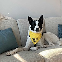 adopt a pet
