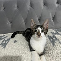 adopt a pet