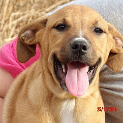 Thumbnail photo of Tacoma (14 lb) Pretty Pup! #1