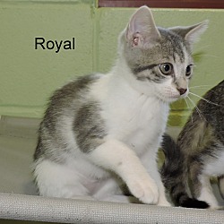 Thumbnail photo of Royal #3