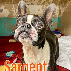 Thumbnail photo of Sargent #2
