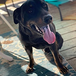 Photo of Dante