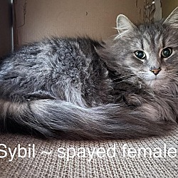 Photo of Sybil