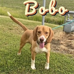 Thumbnail photo of Bobo #4