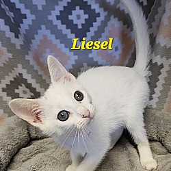 Thumbnail photo of Liesel #3