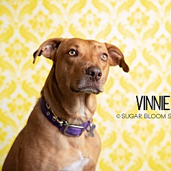 Photo of Vincent aka Vinnie