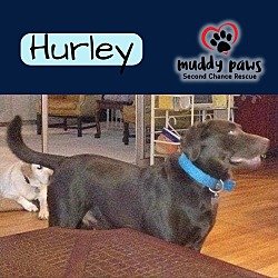 Photo of Hurley (Courtesy Post)