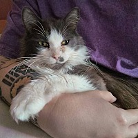 adopt a pet
