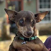 adopt a pet