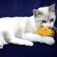 adopt a pet