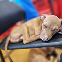 adopt a pet