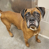 adopt a pet
