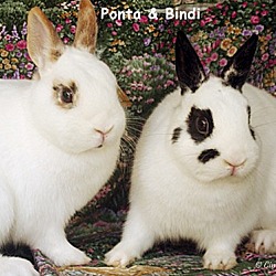 Thumbnail photo of Ponta & Bindi #1