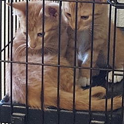 Photo of Orange Tabby Kittens