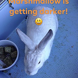 Thumbnail photo of Marshmellow #2