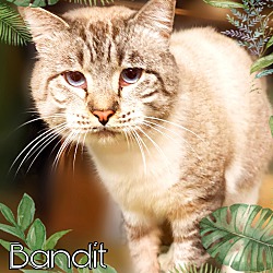 Photo of BANDIT