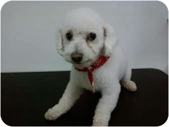 eclipse miniature poodles