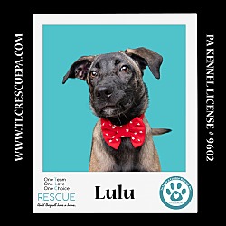 Thumbnail photo of Lulu 062224 #2