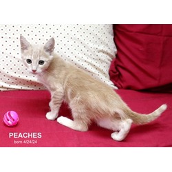 Photo of Peaches-9642