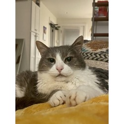 Thumbnail photo of Rosie (in hospice foster) #1