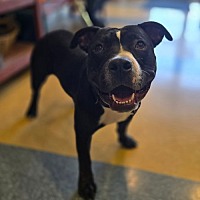 adopt a pet