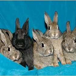 Thumbnail photo of Five baby bunnies #2