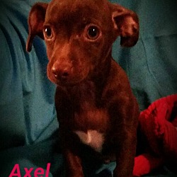 Thumbnail photo of Axel #1