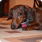 Dachshund Puppies - Dachshund Rescue and Adoption Near You