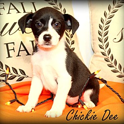 Thumbnail photo of Chickie Dee~adopted! #2
