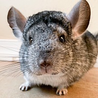 chinchillas sunshine isabelle