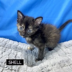Thumbnail photo of CAT-Shell #1