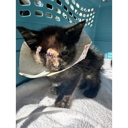 Photo of Torti IN FOSTER