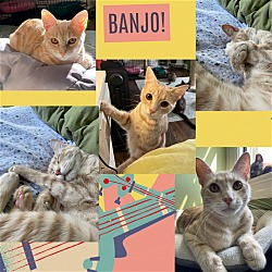 Thumbnail photo of Banjo and Mikaell: A cuddly duo! URGENT ! #2