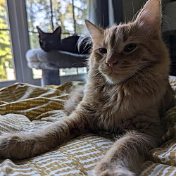 Thumbnail photo of Mowgli and Bagheera #2