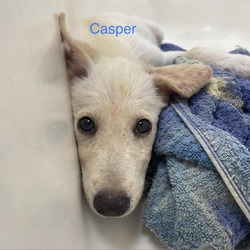 Thumbnail photo of Casper #2